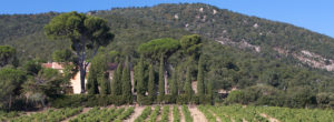 Vins du Roussillon - Mas Cristine