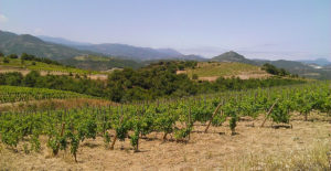 Vins du Roussillon - Domaine Modat