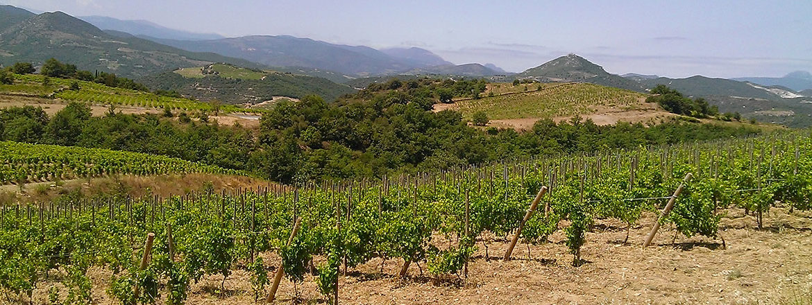 Vins du Roussillon - Domaine Modat