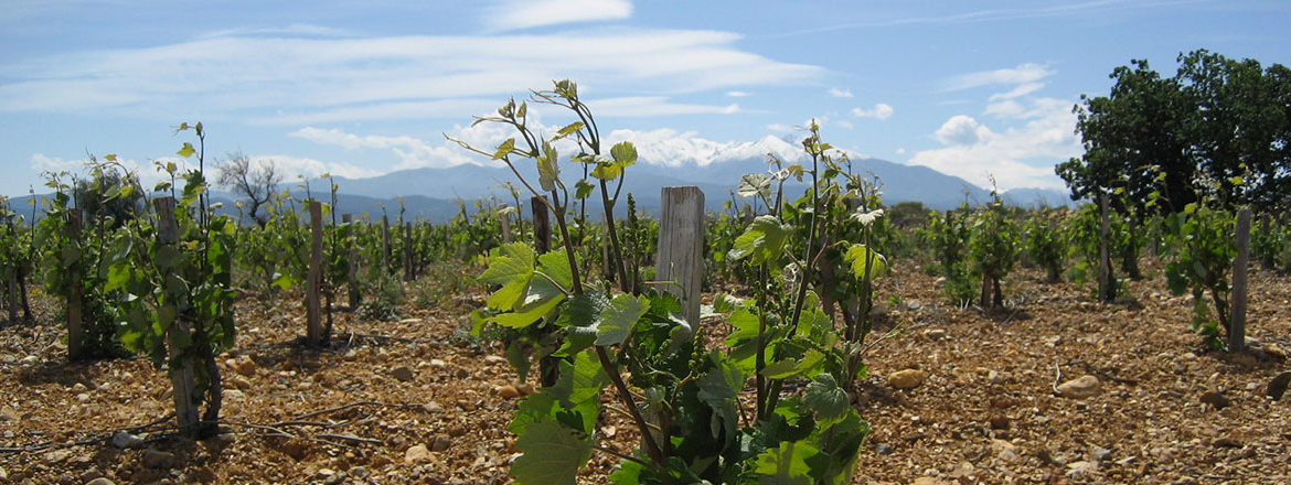 Vins du Roussillon - Domaine La Beille Mourvedre