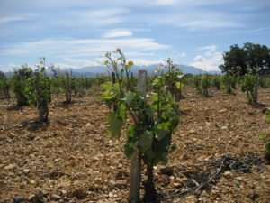 Vins du Roussillon - Domaine La Beille Mourvedre