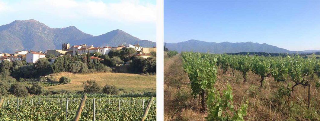 Les vignerons des Albères | Muscat sec
